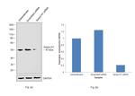 SERPINH1 Antibody in Western Blot (WB)