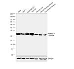 Annexin V Polyclonal Antibody