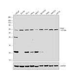 FRS2 Antibody in Western Blot (WB)