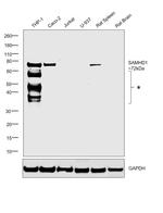 SAMHD1 Polyclonal Antibody