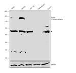 TIE1 Antibody in Western Blot (WB)