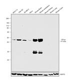 CNPase Antibody in Western Blot (WB)