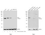 ETS2 Antibody in Western Blot (WB)