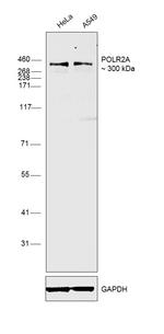 POLR2A Antibody in Western Blot (WB)