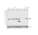 Flotillin 1 Polyclonal Antibody
