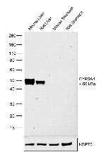 CYP3A4 Polyclonal Antibody