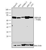 HSP70 Antibody in Western Blot (WB)