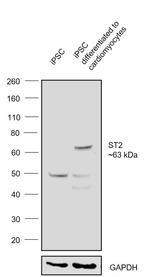 ST2 Polyclonal Antibody