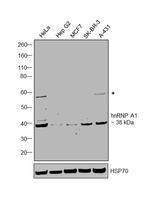 hnRNP A1 Antibody in Western Blot (WB)