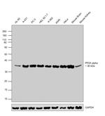 PP2A alpha Antibody in Western Blot (WB)