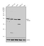 RNF2 Polyclonal Antibody