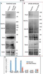 SPOP Antibody in Western Blot (WB)