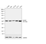 CXCR7 Antibody in Western Blot (WB)