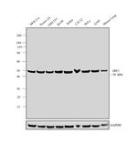 eRF1 Antibody in Western Blot (WB)