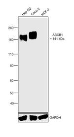 P-Glycoprotein Polyclonal Antibody