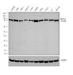 SEC23A Antibody in Western Blot (WB)