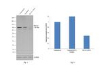 SEC23A Antibody in Western Blot (WB)