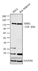 NPR1 Polyclonal Antibody