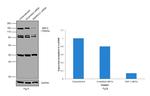 SMC3 Antibody in Western Blot (WB)
