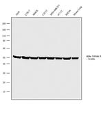 TUBA8 Antibody in Western Blot (WB)