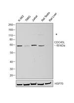 Cdc45L Antibody in Western Blot (WB)