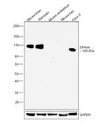 EphA4 Polyclonal Antibody