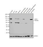 CD10 Polyclonal Antibody