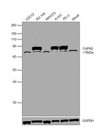 Calpain 2 Antibody in Western Blot (WB)
