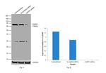 Calpain 2 Antibody in Western Blot (WB)