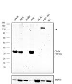CD74 Antibody in Western Blot (WB)