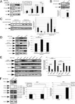 SPDYA Antibody in Western Blot (WB)