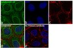 Cytokeratin 19 Antibody in Immunocytochemistry (ICC/IF)