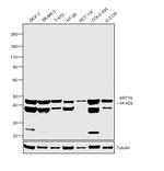 Cytokeratin 19 Antibody in Western Blot (WB)