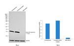 beta-2 Microglobulin Antibody in Western Blot (WB)