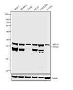 Cytokeratin 19 Antibody in Western Blot (WB)