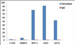 Histone H3.3 Antibody in ChIP Assay (ChIP)