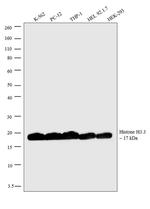 Histone H3.3 Antibody in Western Blot (WB)