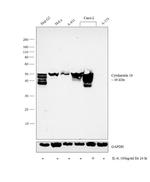Cytokeratin 18 Antibody in Western Blot (WB)