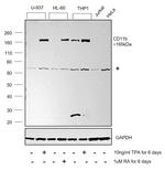 CD11b Antibody in Western Blot (WB)