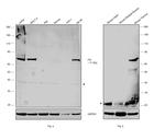 ITK Antibody in Western Blot (WB)
