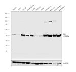 DBT Antibody in Western Blot (WB)
