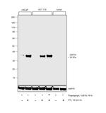 GDF15 Antibody