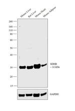 SDHB Antibody in Western Blot (WB)