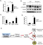 NR1D1 Antibody in ChIP Assay (ChIP)