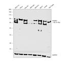 EWSR1 Antibody in Western Blot (WB)