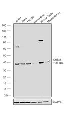 CREM Antibody in Western Blot (WB)