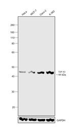 TDP-43 Antibody in Western Blot (WB)