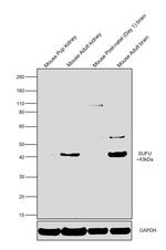 SUFU Antibody
