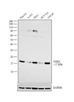 COX4 Antibody in Western Blot (WB)