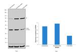 Cathepsin S Antibody in Western Blot (WB)